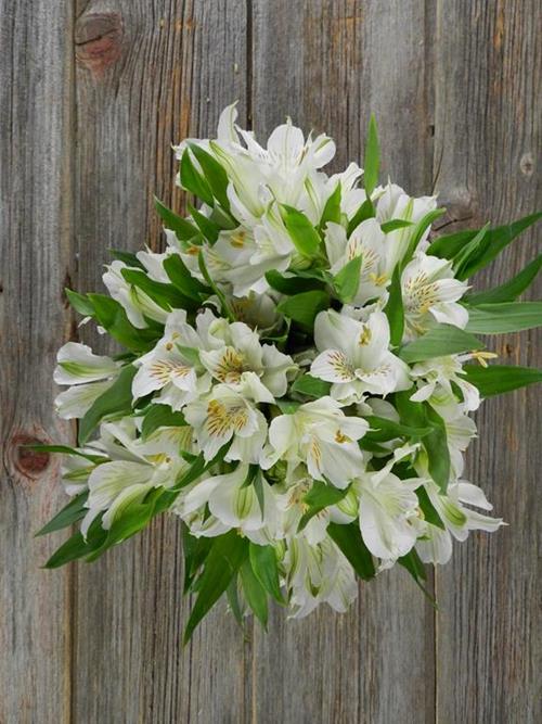 WHISTLER WHITE ALSTROEMERIA